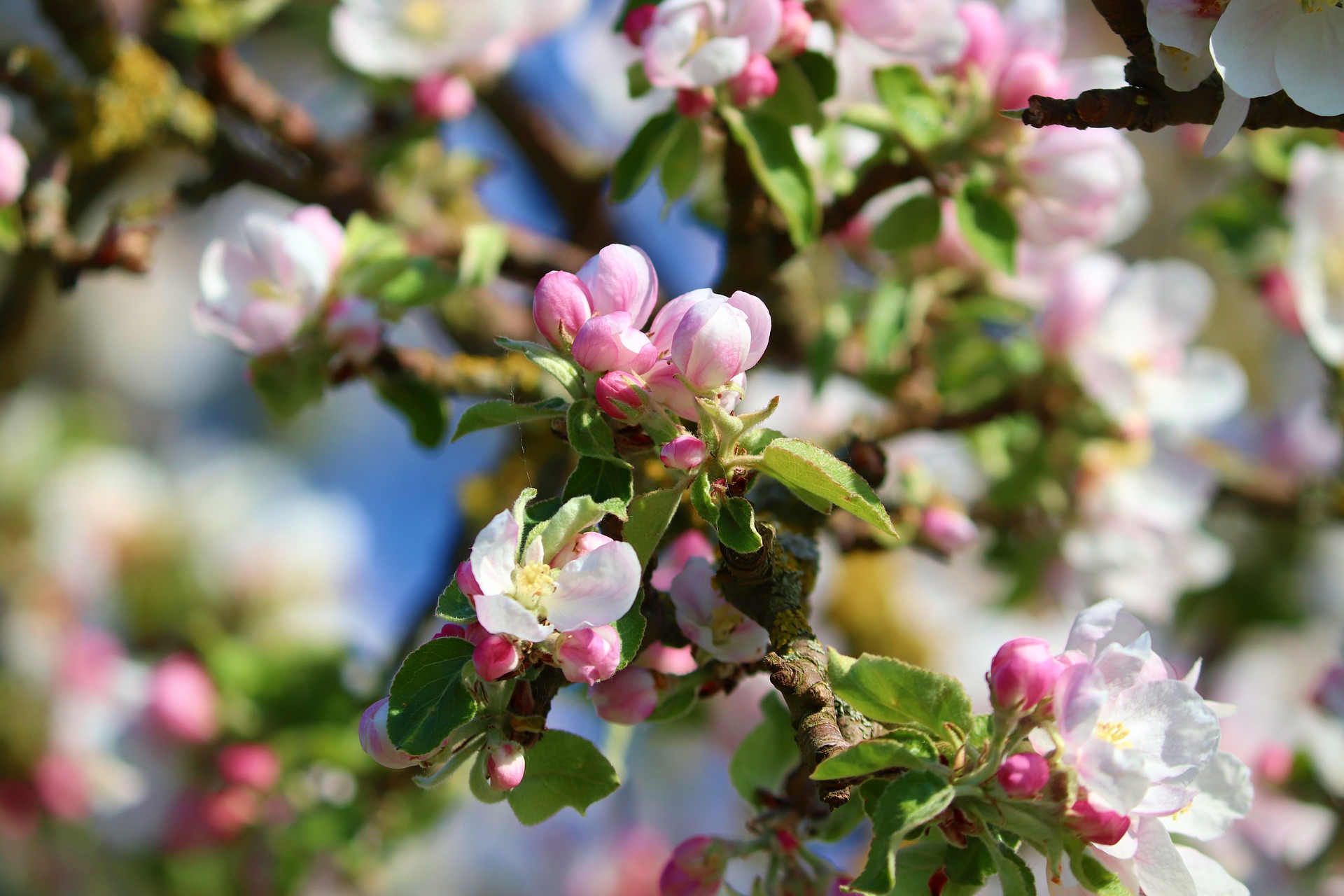 apple-blossom-5069492_1920.jpg